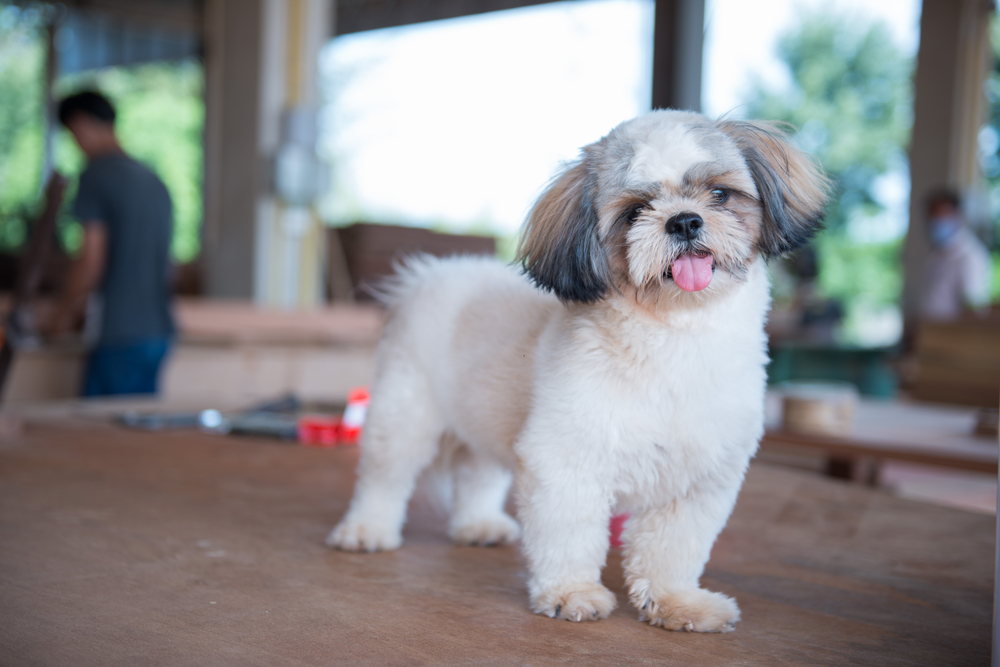 Shih tzu fur turning hot sale red